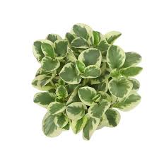 Image result for Olax obtusifolia