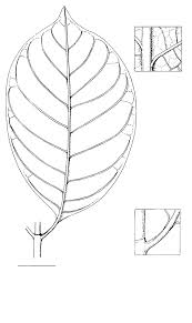 Image result for Psychotria djumaensis