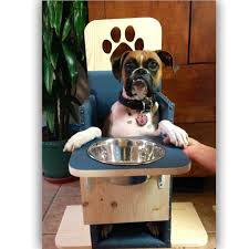 Bailey Chairs For Dogs With Canine Megaesophagus Www Baileychairs4dogs Com Bailey Chair For Dogs Bailey Chairs Doggy