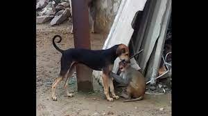 a. sex - XNXX.COM