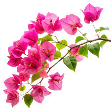 Ramo De Flor De Buganvílias Rosa Isolado Em Fundo Transparente PNG , Flor  De Buganvília Rosa, Flor, Flores Rosas PNG Imagem para download gratuito