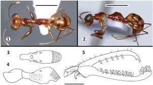 Image result for Gonatopus