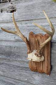 Collection Of Deer Antler Mounts Antlers On Rustic Wood Boards Vintage Mountings Deer Skull Decor Deer Antler Decor Deer Antler Wall Decor