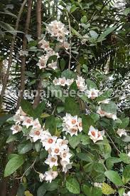 Image result for Rothmannia globosa