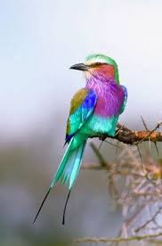 Jewel Of The Serengeti Photo By Tom Mangelsen Serengeti National Park Tanzania Lilac Breasted Roller Bird Pictures Beautiful Birds