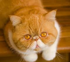 Please feel free to contact us at our email: Exotic Shorthair Breed Facts And Information Petcoach