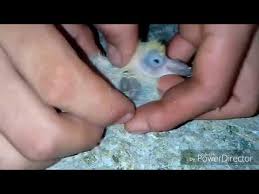 Kurtlanmis Yarasi Olan Kopek Iyilesti Bolum 4 09 11 2014 Youtube