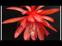 Epiphyllum society of america annual spring show 2019 located at the los angeles arboretum in arcadia california. Xl Tele Orange Epiphyllum Or Orchid Cactus Youtube