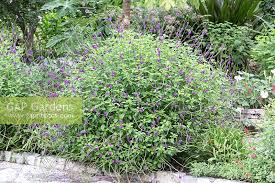 Image result for Stachytarpheta urticifolia