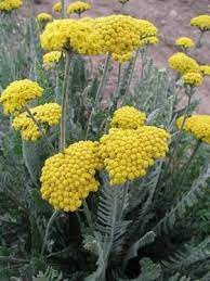 Fernleaf Yarrow Deep Gold Flowers With Silver Foliage Flowers Perennials Plants Perennial Plants