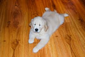 Active happy golden retriever puppies both saffy (brinsworthy saffron) and gospel ash high time have wonderful temperaments and have proven keen to train. Golden Retriever Puppies Newfield Maine