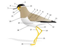 Glossary Of Bird Terms Wikipedia