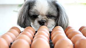 Can Dogs Eat Eggs Are Eggs Safe For Dogs Dogtime