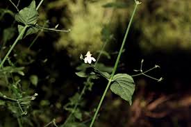 Image result for Justicia scandens