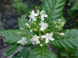 Image result for Tarenna