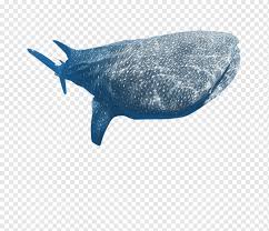 Ikan dikemas postscript euclidean vektor gambar png. Ikan Paus Png Pngwing