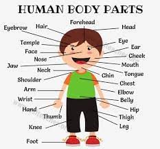 This is the ultimate resource that you'll want to check out. 100 Best Images 2021 Body Parts Name For Kids Learning Whatsapp Group Facebook Group Telegram Group