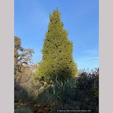 Image result for Calocedrus decurrens