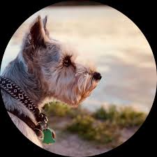 Maybe you would like to learn more about one of these? Charlotte Area Pets Up For Adoption Meet Marley Kensley Zeus More Charlotte Nc Patch