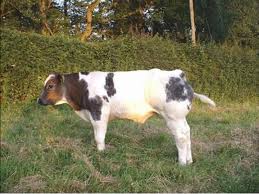 Belçika nın eski etçil sığırı olan belçika mavisi, i̇ngiliz shorthorn ve birde varsayımlara göre fransa'nın charolais (şarole) ırkları ile melezleştirilmiştir. Belcika Mavisi Uretim Ciftligimizden Goruntuler Dailymotion Video