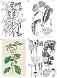 Image result for Ethulia conyzoides