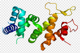 The protein data bank (pdb.org) is a worldwide archive of structural data about biological molecules, mostly proteins. Fancf Fanca Protein Data Bank Fanconi Anemia Others Text Anemia Worldwide Protein Data Bank Png Pngwing