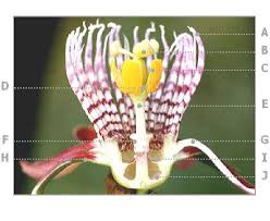 Image result for Viridivia suberosa