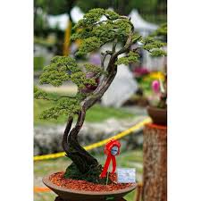 Maybe you would like to learn more about one of these? Bahan Bonsai Cucur Atap Sapu Sapu Shopee Indonesia