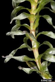Image result for Elodea