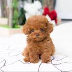 Poodle (Miniature) Dog Breed Information - American Kennel ...