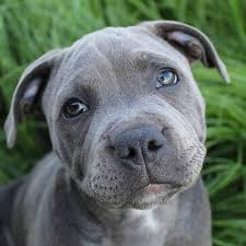 The muscles of the neck and head are especially well. 9 Dog Breeds Mistaken For Pit Bulls