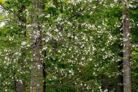 We did not find results for: 30 Great Flowering Trees For Alabama Gardens Progardentips