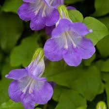 Sun or shade there is a combo. Asarina Twining Blue Snapdragon Blue Plants Plants Shade Plants