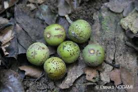 Image result for Uapaca guineensis