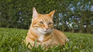 What do orange tabby cats have that makes you adore them every time you meet them. All About Red Tabby Cats