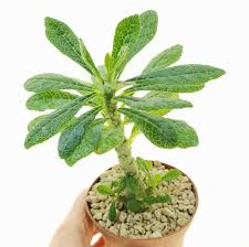 Image result for Dorstenia