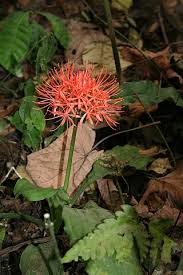 Image result for Scadoxus pole-evansii