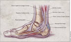 Diagnosing Heel Pain In Adults American Family Physician