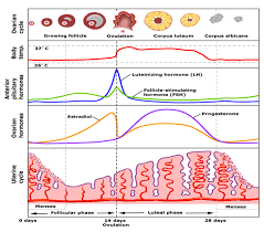 Menstrual Cycle An Important Process Of Human Reproduction