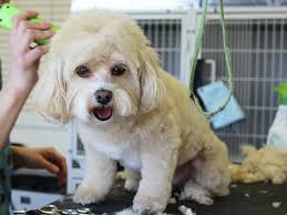 To clip your dog's coat, or not to clip?