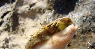 Image result for Conostomium