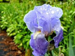 Home » gardening » soil & fertilizing. Https Www Lockhaven Com News Outdoors 2019 06 The Humble Iris The Poor Mans Orchid Part Ii
