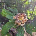 Image result for Rothmannia urcelliformis