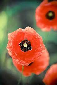 Pin On Natura