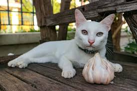 What is a healthy cat diet? Can Cats Eat Garlic Everything About Cats And Garlic Smart Cat Lovers
