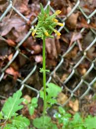 Image result for Youngia