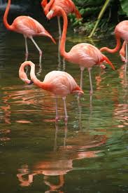 Flamingos In Jurong Bird Park Singapore October 2011