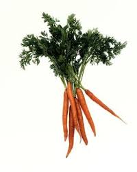 (a frost encourages the plant to start storing. How To Make Seed Tapes For Carrot Seeds How To Grow Carrots Grow Carrots Seed Tape