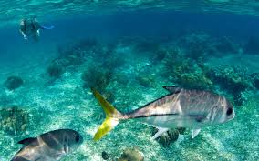 Not far from perth, shoalwater islands marine park in rockingham is a protected park offering some of the most idyllic snorkelling experiences in australia. 10 Best Snorkeling Destinations Around The World Travel Leisure