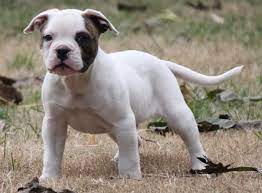 This bulldog boxer crossbreed is known for its intimidating, muscular look but balancing that with affection and curiosity to keep you both loved and entertained. American Bulldog Boxer Mix Puppies Picture Pitbull Mix Puppies American Bulldog Puppies Bulldog Puppy Training
